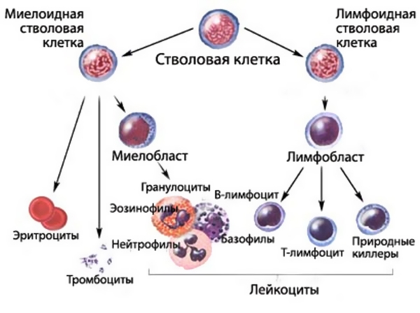 Отторжение трансплантата10