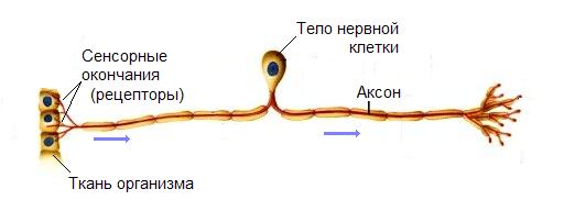 Осложнения сахарного диабета10