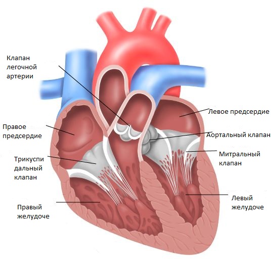 Робот-хирург10
