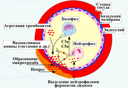 Реакции гиперчувствительности: типы11