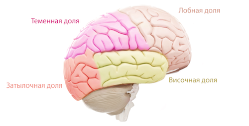 Смерть мозга11