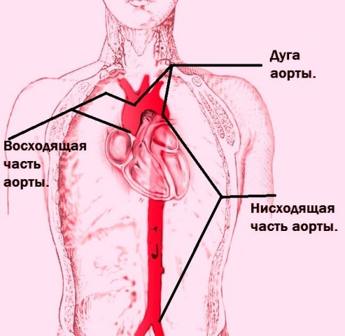 Единственный желудочек сердца12