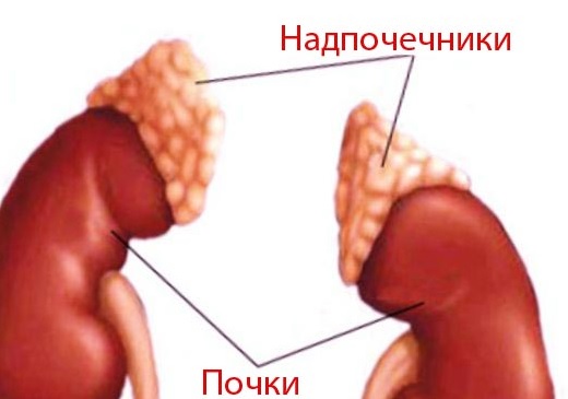 Ультразвуковое исследование органов12