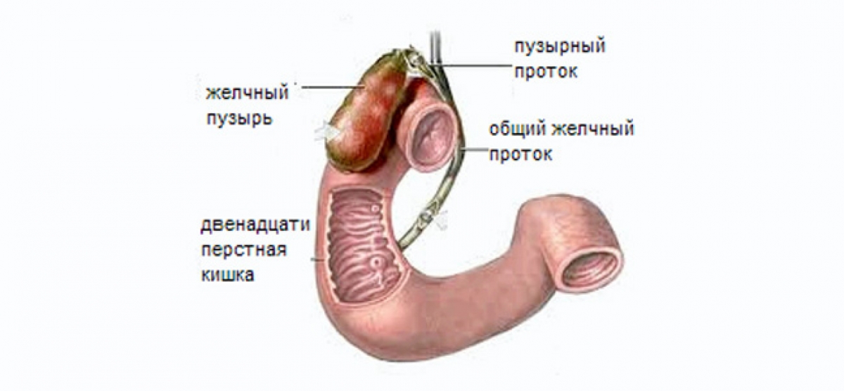 Повреждение желчных протоков12