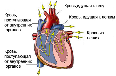 Классификация врожденных пороков сердца12