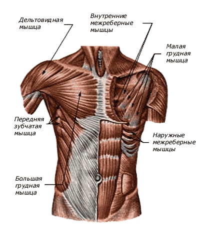 Фониатрия13