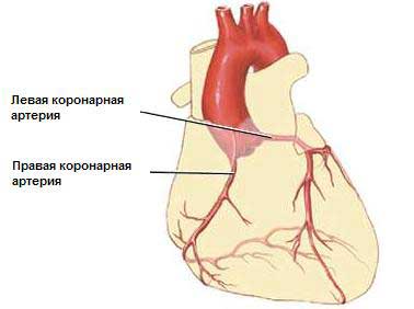 Трансплантация почки13