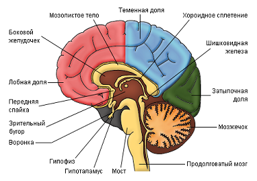 Смерть мозга15