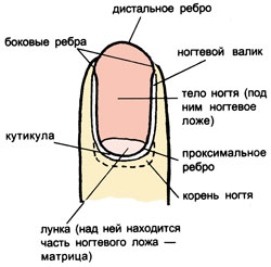 Пересадка пальцев с ног на руку18