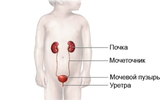 Мочевая система у детей1