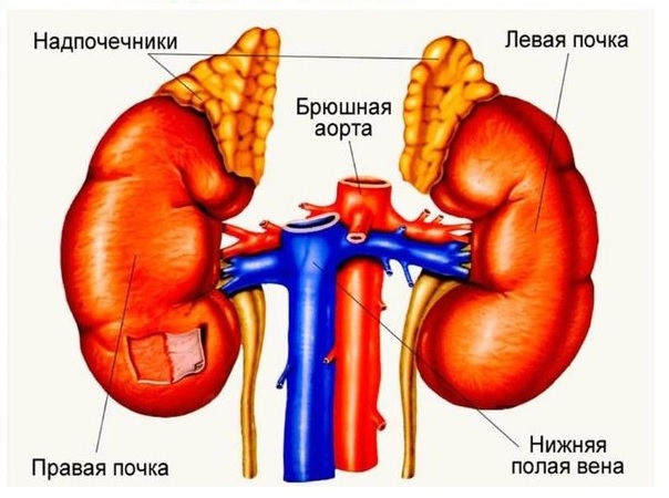 Феохромоцитома: симптомы, диагностика, лечение1