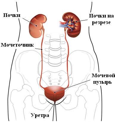 Аномалии развития мочевыводящих путей. Пороки развития мочевого пузыря1