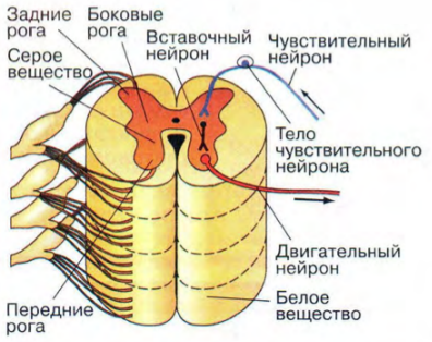 Травма центральной нервной системы2
