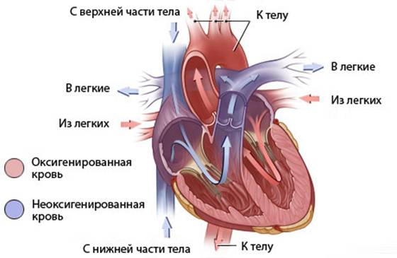 Аномалия Тауссиг-Бинг2