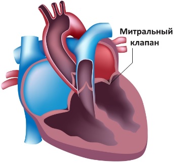 Отхождение коронарных артерий от легочного ствола2