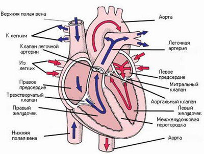 Трехпредсердное сердце2