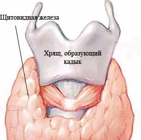 Гипертиреоз: симптомы, лечение2