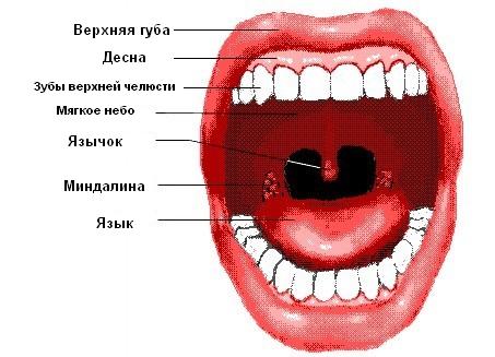 Першит в горле: причины, симптомы, лечение, что делать2