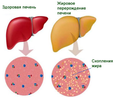 Пищевые эмульгаторы2