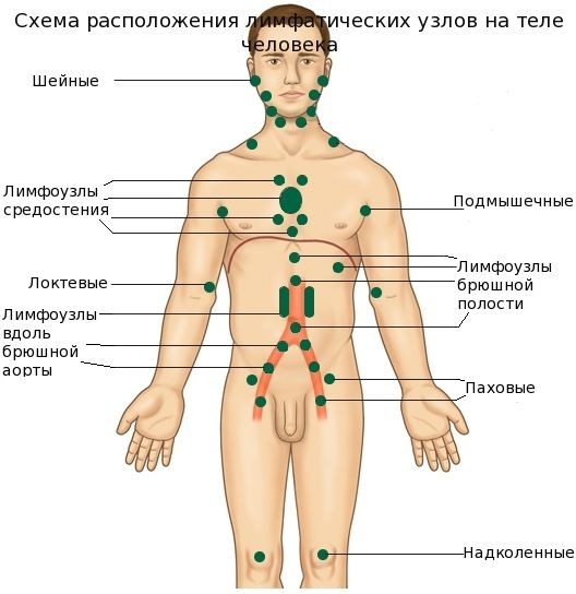 Почему болят лимфоузлы в паху: причины, последствия2