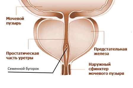 Колликулит: симптомы, лечение, профилактика2