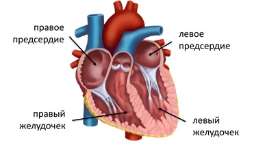 Аномалии легочных вен: лечение3