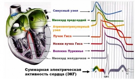 Электрофизиология сердца3