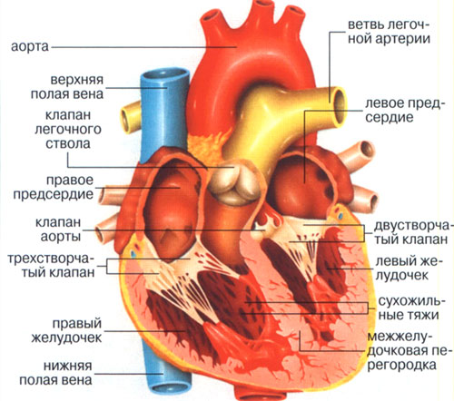 Сердечно-сосудистая система ребенка3