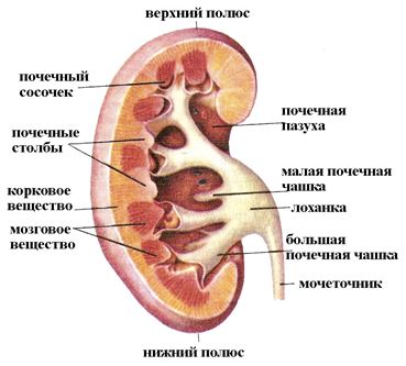 Почечная колика: симптомы, лечение4