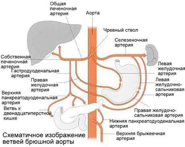Феохромоцитома: симптомы, диагностика, лечение3