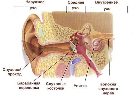 Лабиринтит: симптомы, причины, лечение, последствия3