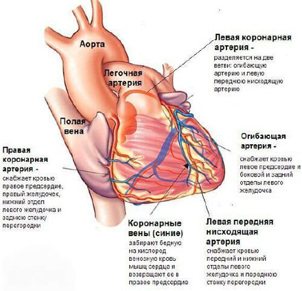Аневризма синуса Вальсальвы4