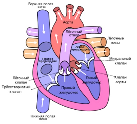 Лечение АВСД (атриовентрикулярного септального дефекта)4