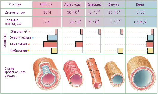 Морфология легочной гипертензии4
