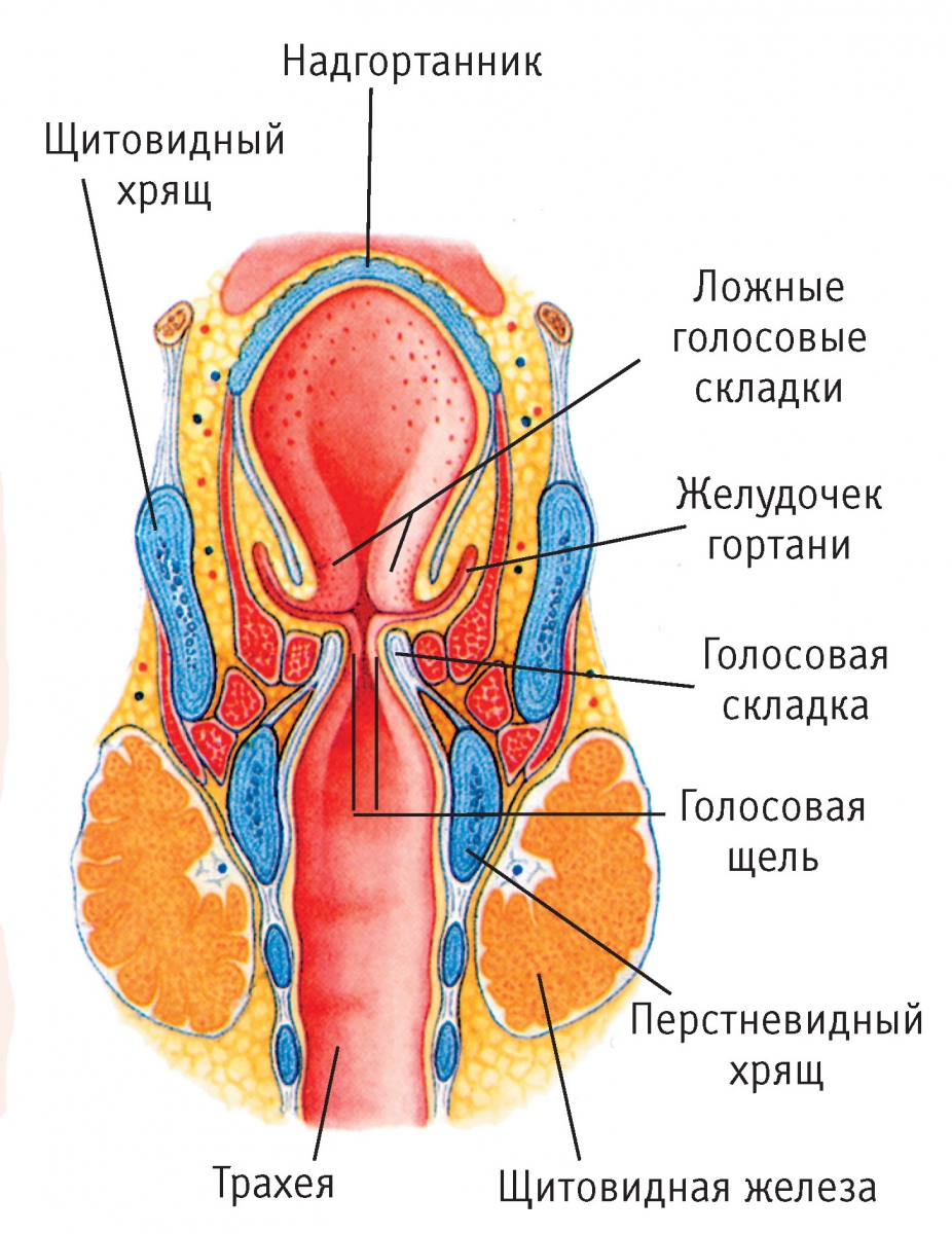 Фониатрия6
