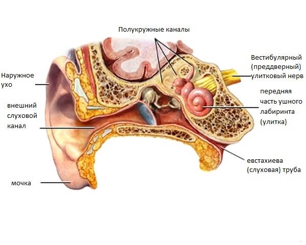 Почему болит ухо внутри5