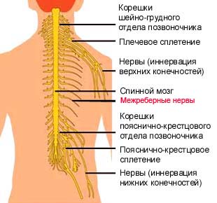 Почему болит сердце, когда нервничаешь5