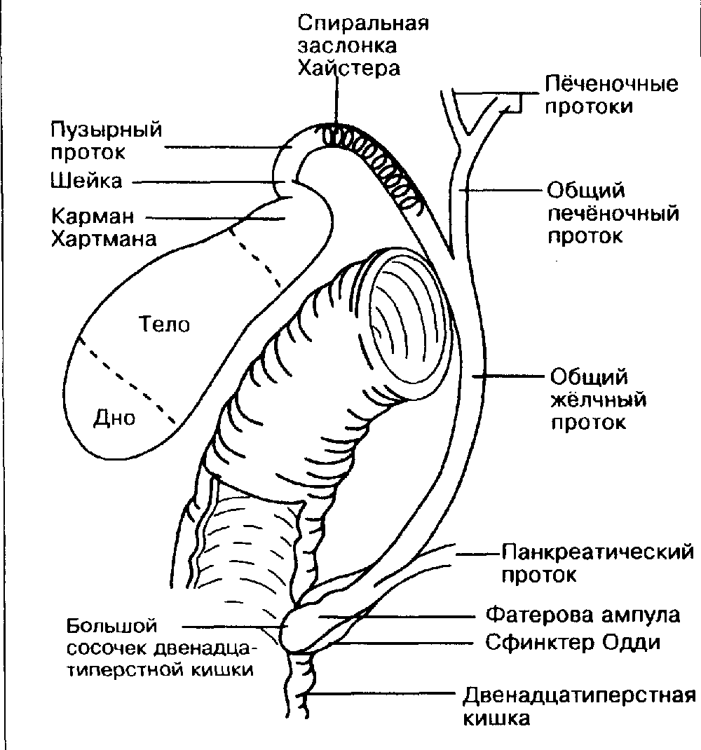 Лечение дисфункции сфинктера Одди5