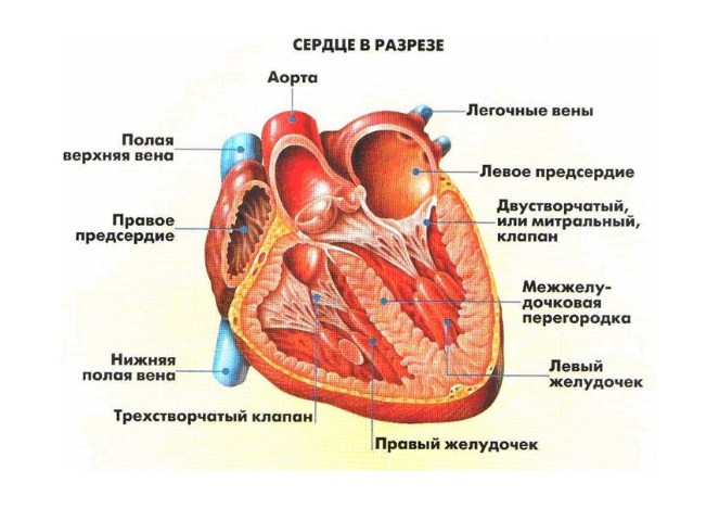 Частичный аномальный дренаж легочных вен5