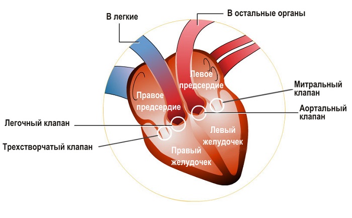 Пороки трехстворчатого клапана5