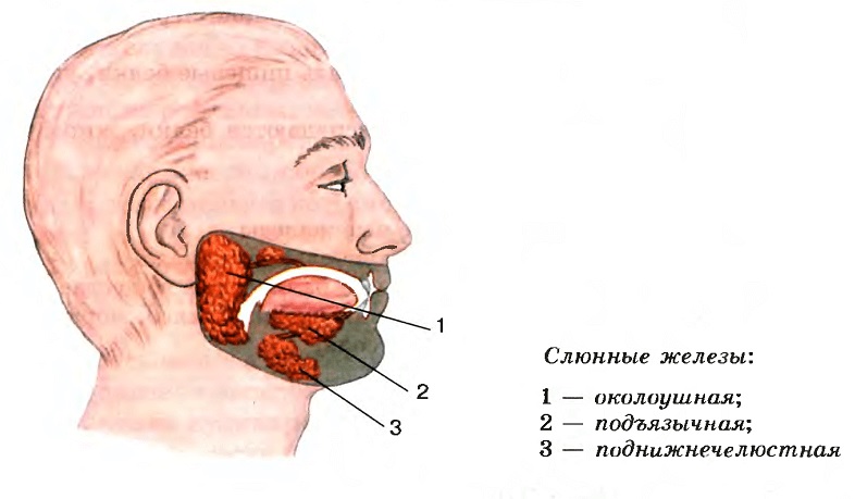 Паротит: у детей, у взрослых, симптомы, лечение, профилактика5