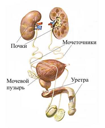 Мочевая система у детей5