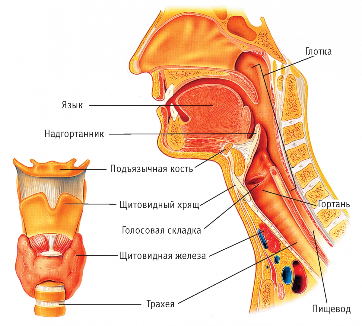 Фониатрия6