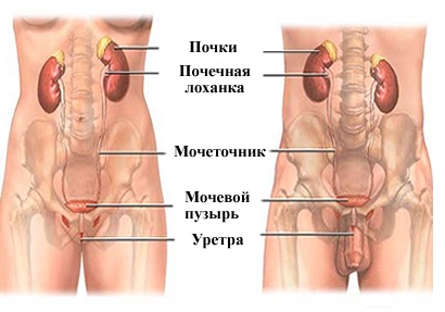 Особенности лечения простатита6