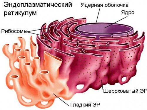 Анестезия новорожденных6