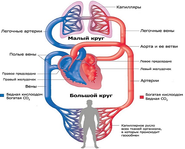 Сердечно-сосудистая система ребенка6