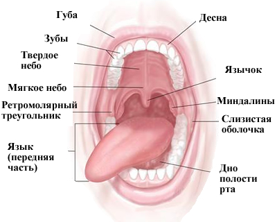 Особенности восстановления передних зубов7