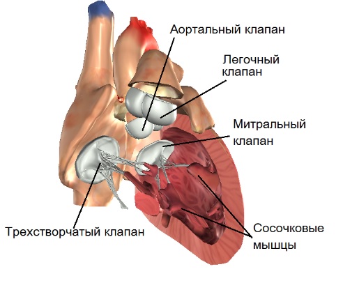 Лечение аномалии Эбштейна7