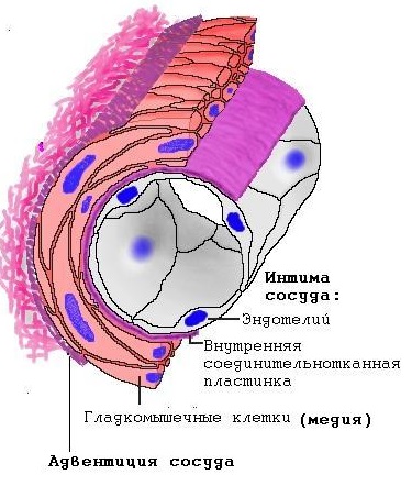 Морфология легочной гипертензии7