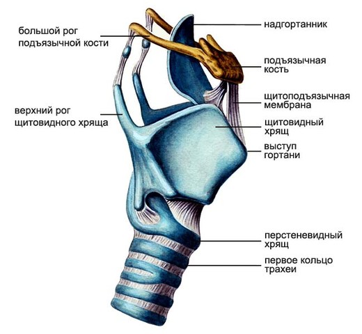 Фониатрия7